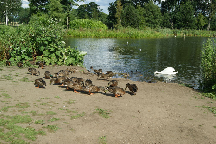 Some wildlife on a river bank and in the river.